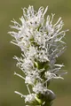 Produktbild: Pflanzen für Dich Staude Liatris spic. Alba, 1 St., Ährige Prachtscharte, Prachtscharte