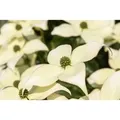 Produktbild: Cornus Kousa Chinensis Schmetterling Blumen-Hartriegel 40–60 cm
