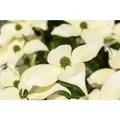 Produktbild: Cornus Kousa Chinensis 'schmetterling' 5 L 40- 60