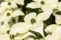 Produktbild: Cornus kousa chinensis 'Schmetterling' 40–60 cm – Winterhart, Mehrjährig, Pflegeleicht – Chinesischer Blumen-Hartriegel – Ziergehölz für Garten & Einzelstellung