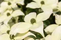 Produktbild: Pflanzen für Dich Gehölze Cornus kousa chin. Schmetterling, 1 St., Chinesischer Blumen-Hartriegel, Japanischer Blumen-Hartriegel