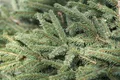 Produktbild: Picea abies 'Nidiformis' 20-30 cm – Winterhart, Immergrün, Pflegeleicht – Nestfichte – Konifere für Steingarten & Kübel