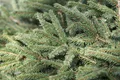 Produktbild: Picea abies 'Nidiformis', Nestfichte, kompakt, 20–30 cm