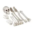 Produktbild: Dekoknochen 12 TLG Set Halloween Außen & Innen Knochen Totenschädel & Skelett...