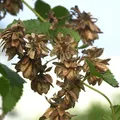 Produktbild: Hopfen Pure 40-60cm - Humulus lupulus