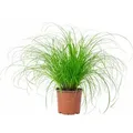 Produktbild: Echtes Katzengras - pflegeleichte Zimmerpflanze, Cyperus alternifolius 'Zumula' - Höhe ca. 30 cm, Topf-Ø 12 cm
