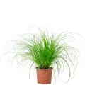 Produktbild: Echtes Katzengras - pflegeleichte Zimmerpflanze, Cyperus alternifolius 