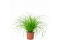 Produktbild: Flowerbox Zimmerpflanze Echtes Katzengras - Cyperus alternifolius Zumula, pflegeleicht - Höhe ca. 30 cm, Topf-Ø 12 cm