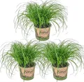 Produktbild: Cyperus Zumula - Katzengras Fertig Gewachsen - Zimmerpflanzen - 3 er Set