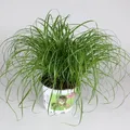 Produktbild: Cyperus Zumula Katzengras, Zimmerpflanze, Haustierfreundlich, 20-30 Cm Höhe