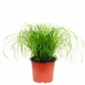 Produktbild: Echtes Katzengras - Cyperus alternifolius 