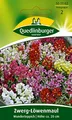 Produktbild: Zwerg-Löwenmaul Wunderteppich | Höhe ca. 20 cm (Antirrhinum majus) Juni – Oktober-