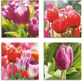 Produktbild: Artland Leinwandbild Frühling und Tulpen, Blumen (4 St), 4er Set, verschiedene Größen