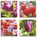 Produktbild: ARTLAND Wanddeko Blumenbilder Leinwand Bilder Set 4tlg. je 30x30 cm Quadratisch Wandbilder Natur Blumen Tulpe Frühling Tulpen S6ML