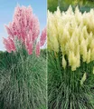 Produktbild: BALDUR Garten 2er Pampasgras Sortiment, Pflanzen im 9x9 cm-Topf, Cortaderia selloana, Set bestehend aus je 1 Pflanze rosa und weiß blühend, Ziergräser, Stauden - Kollektion, winterharte Stauden