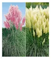 Produktbild: BALDUR Garten 2er Pampasgras Sortiment, Pflanzen im 9x9 cm-Topf, Cortaderia selloana, Set bestehend aus je 1 Pflanze rosa und weiß blühend, Ziergräser, Stauden - Kollektion, winterharte Stauden