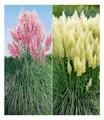 Produktbild: Pampasgras Sortiment 2 Pflanzen Cortaderia selloana  rosa und weiß blühend