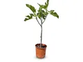 Produktbild: Sunnytree - Feigenbaum - Obstbaum - Ficus Carica - Süße essbare Feige - 80/100 cm - Winterhart bis -18