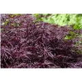 Produktbild: Acer Palmatum Firecracker Japanischer Ahorn Leuchtend Rot 150–175 cm
