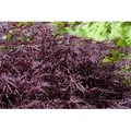 Produktbild: Pflanzen für Dich Gehölze Acer palmatum Firecracker, 1 St., Japanischer Ahorn, Fächerahorn rot