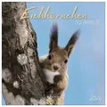 Produktbild: Eichhörnchen 2026