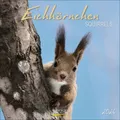 Produktbild: Eichhörnchen 2026|Kalender