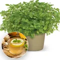 Produktbild: BALDUR Garten 1x Minze 'Ingwer', Pflanze im 10,5 cm Topf, würziges Ingwer-Aroma mit frischer Minznote, glänzend tiefgrüne Blätter, robuster Bodendecker & kompakter Wuchs, pflegeleicht und winterhart