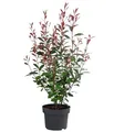 Produktbild: Dehner Glanzmispel Carre Rouge, Photinia fraseri, immergrüner Strauch mit rotem Blattaustrieb, 50-60 cm, 5 l Topf, Heckenpflanze