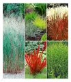 Produktbild: BALDUR Garten 9er Winterhartes Gräserbeet, Pflanzen im 9x9 cm-Topf, für 2-3 qm, Ziergras Red Baron, Zebragras, Ziergräser Heavy Metal, Indian Summer, etc., winterharte Stauden, mehrjährig