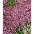 Produktbild: Thymus Serpyllum Magic Carpet Teppich-Thymian Ca. 9x9 cm Topf
