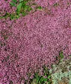 Produktbild: Pflanzen für Dich Bodendecker Thymus serpyllum Magic Carpet, 1 St., Sand-Thymian, Feld-Thymian, Quendel, teppichartig, rosablühend