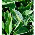 Produktbild: Funkie Jurassic Park - Hosta cultorum