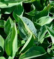 Produktbild: Funkie Jurassic Park - Hosta cultorum