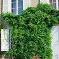Produktbild: Akebia Quinata Klettergurke 150–200 cm Duftend