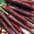 Produktbild: Möhren Purple Elite - Samen für violette Urmöhre