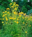 Produktbild: Rudbeckia laciniata 'Goldquelle' 11x11 cm Topf – Winterhart, Mehrjährig, Pflegeleicht – Sonnenhut – Staude für Beet & Rabatte