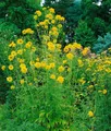 Produktbild: Pflanzen für Dich Staude Rudbeckia lac. Goldquelle, 1 St., Goldquelle-Sonnenhut, Garten-Sonnenhut