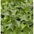 Produktbild: Gemeiner Efeu 125-150cm - Hedera helix