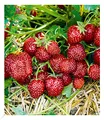 Produktbild: BALDUR Garten Erdbeere Hummi® Aroma-Auslese,3 Pflanzen, sehr ertragreich, winterhart, mehrjährig - frostfrei halten, Fragaria x ananassa, reiche Ernte an essbaren Früchten