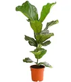 Produktbild: Dehner Geigenfeige, imposantes Blattwerk, ca. 65-75 cm, Ø Topf 17 cm, Zimmerpflanze