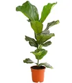 Produktbild: Dehner Zimmerpflanze Geigenfeige, Ficus lyrata, 65-75 cm, imposantes Blattwerk, leierblättriger Gummibaum