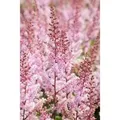Produktbild: Astilbe Chinensis Serenade Prachtspiere Ca. 9x9 cm Topf