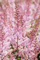 Produktbild: Pflanzen für Dich Staude Astilbe chin. Serenade, 1 St., Astilbe, Prachtspiere