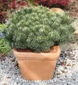 Produktbild: Zwerg Strauchkiefer Noack 40-50cm - Pinus mugo