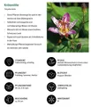 Produktbild: Dehner Staude Bio Stauden-Set Grünes Gartenparadies für Schattenbeete, je 3-20 cm, verschiedene Gartenstauden, insgesamt 18 mehrjährige Pflanzen