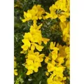 Produktbild: Genista Besenginster 20-30 cm