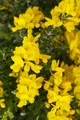Produktbild: Genista 'Porlock', Ginster, gelb, 20–30 cm