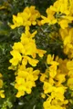 Produktbild: Pflanzen für Dich Gehölze Genista 'Porlock', 1 St., Ginster 'Porlock'