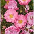 Produktbild: Hochstamm Rose Neon 80-100cm