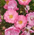Produktbild: Hochstamm Rose Neon 80-100cm